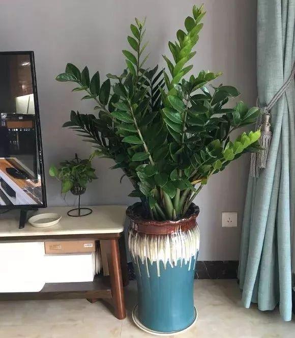 适合家里养的吉祥花卉有哪些