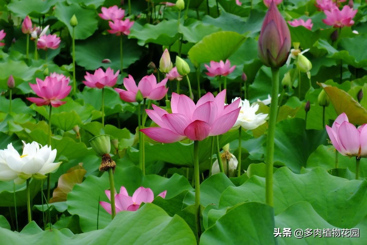 中国十大名花的象征意义(室内花卉品种植物大全)