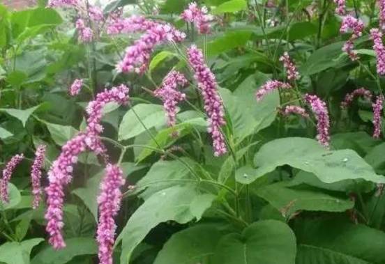常见的植物有哪些(绿化路边花草品种)