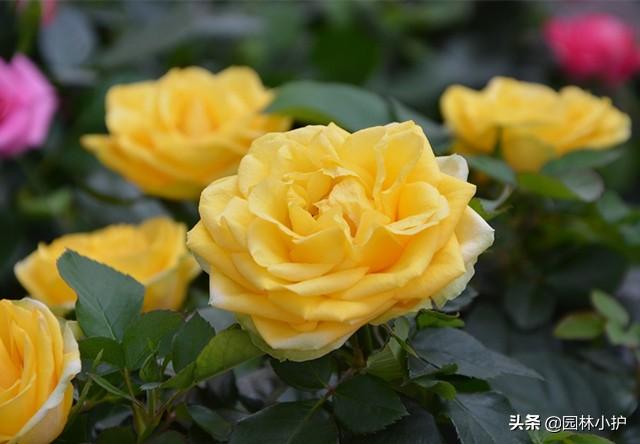什么花是一年四季都开的花