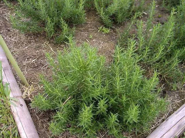 迷迭香的花语是什么(讲解迷迭香的种植方法)
