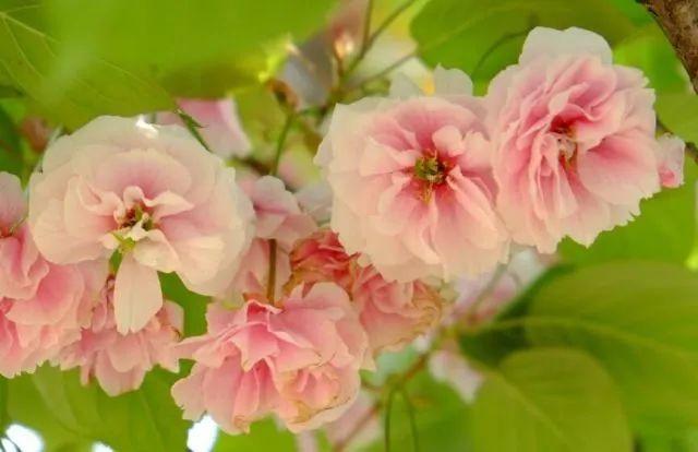 冬樱花几月开(各种樱花品种介绍)