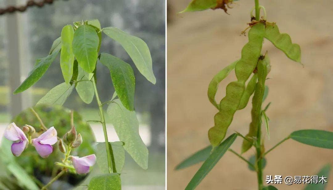 跳舞草属于什么科(常见有趣的植物)