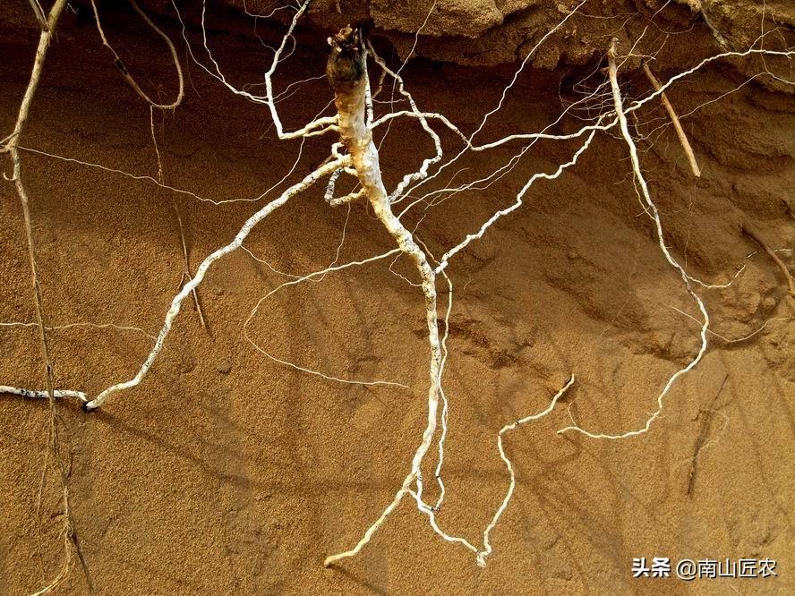 须根系的植物有哪些(直根系和须根系的植物)