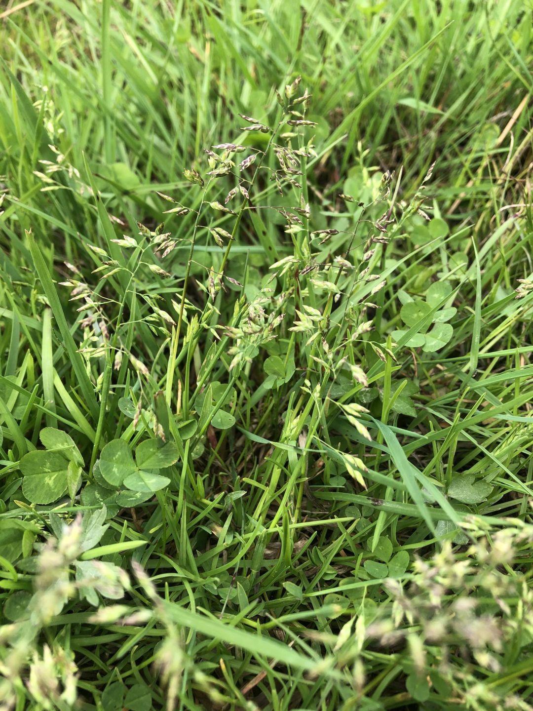 一年生草本植物名称大全