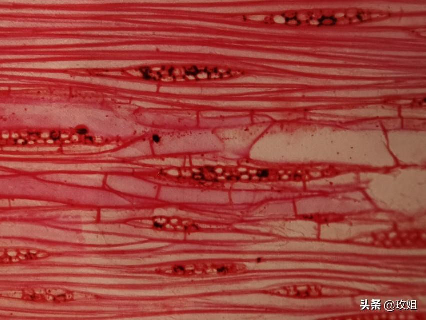 香樟树的特点和外形(香樟树的树叶的形状和颜色)