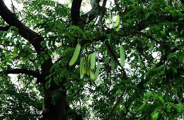 皂荚树和皂角树的区别(了解皂角树的价值)