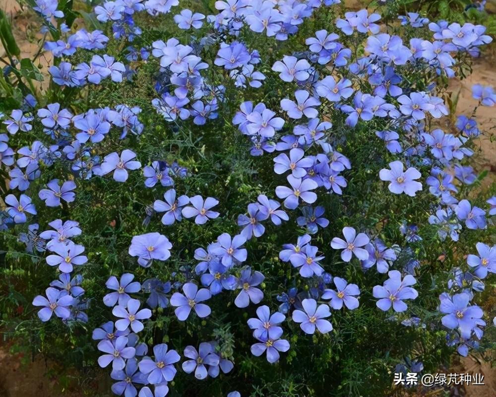 蓝花亚麻什么时候播种(了解蓝花亚麻种子种植方法)