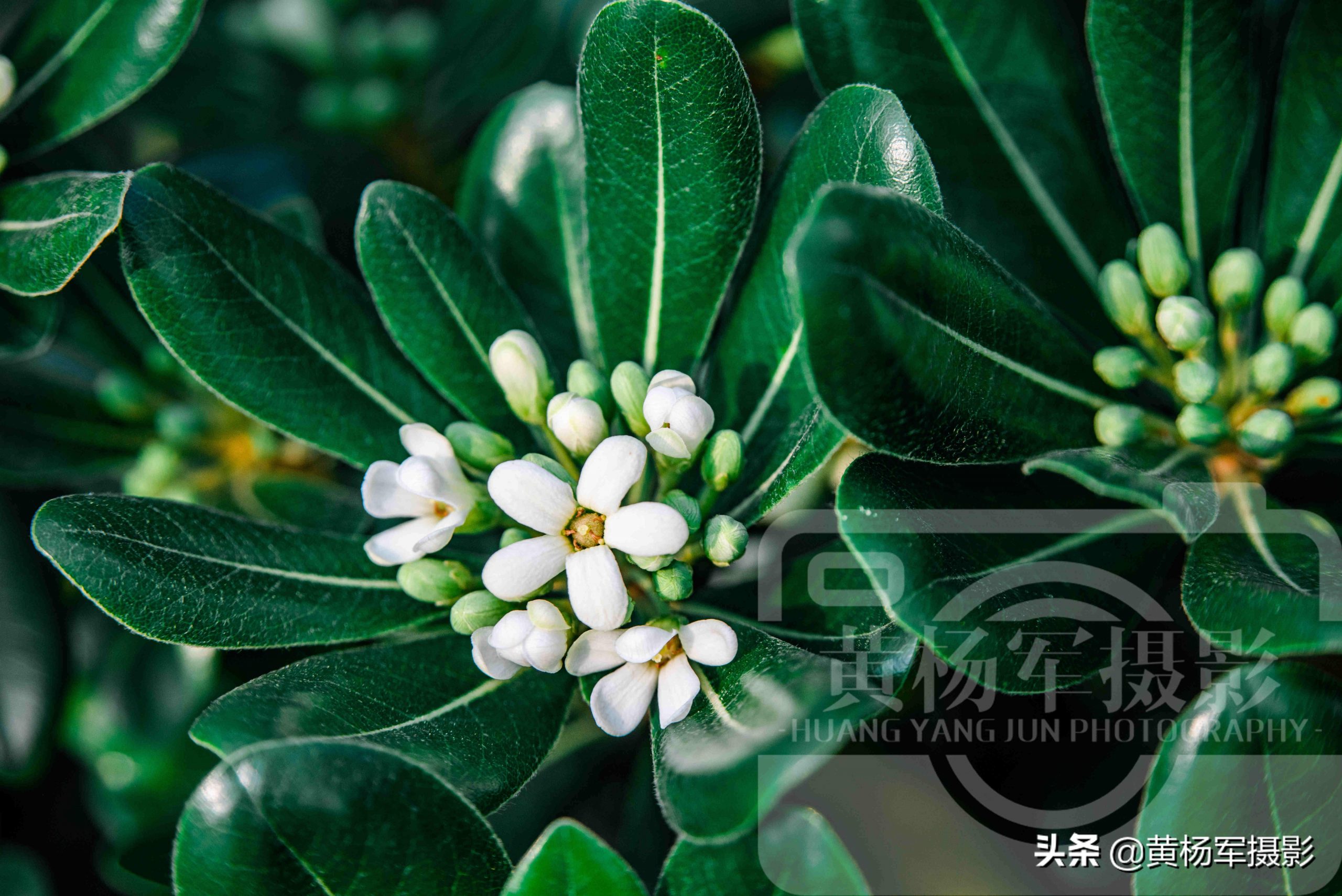 海桐花几月份开花(海桐的花语和象征)