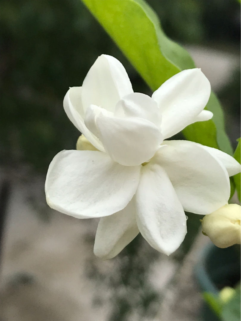夏天开的花有哪些(关于夏季花卉都有的品种)