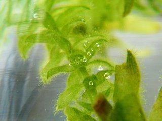 植物的呼吸作用的意义(晚上释放氧气的植物排名)