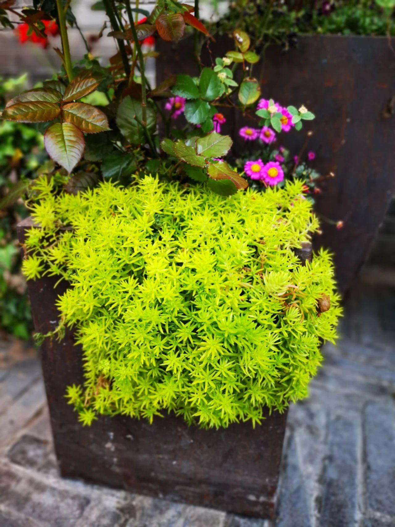 多年生草本花卉有哪些好养(多年生的花卉的品种)