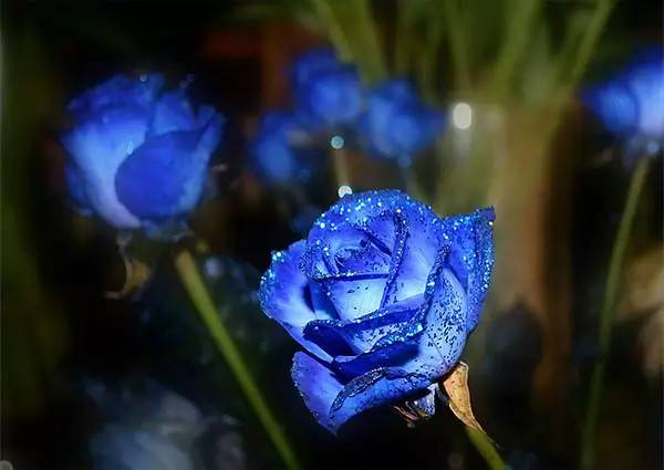 红玫瑰花语和寓意(各种颜色玫瑰花代表的含义)