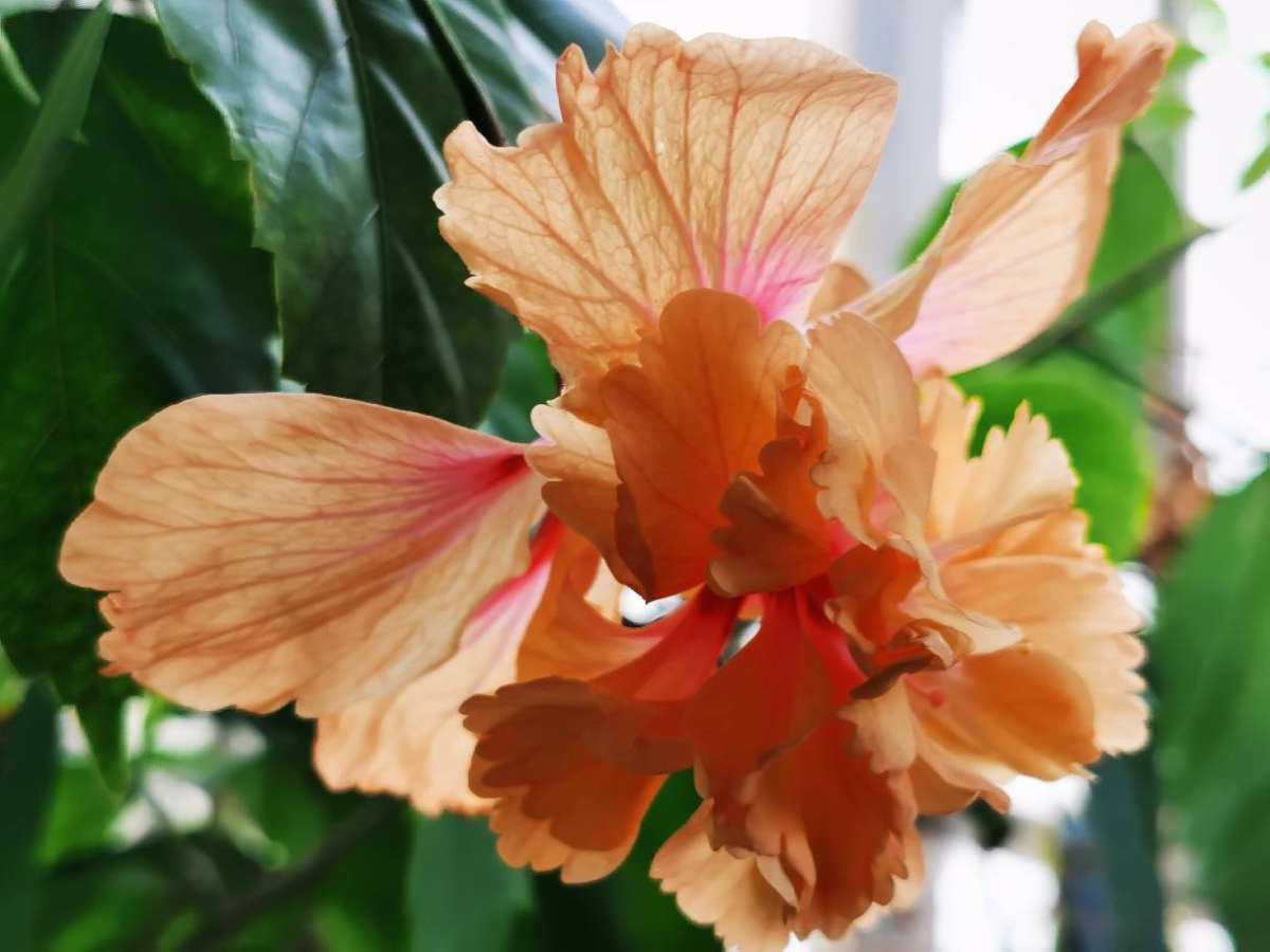 一年四季都盛开的花是什么花(室内四季开花好养的花)