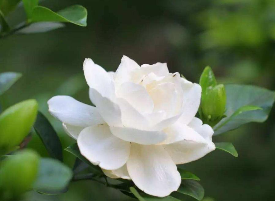 栀子花小苗几年能开花结果(关于栀子花的种植方法)