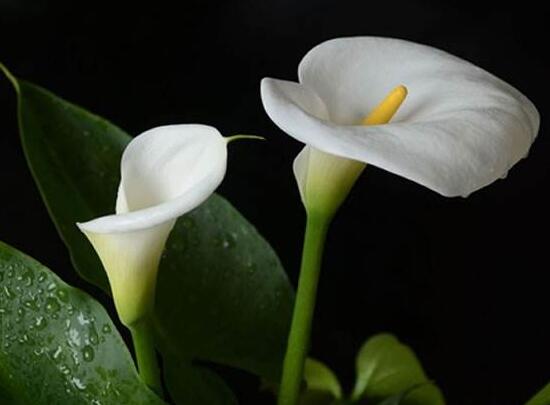 马蹄莲花语象征与寓意（家里适合养的植物）