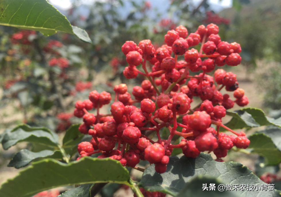 花椒树的种植方法(详解花椒种植技术)