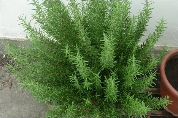 迷迭香的花语是什么(讲解迷迭香的种植方法)