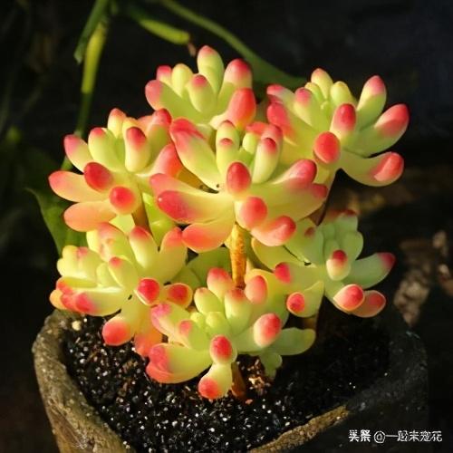 乙女心冬天养殖方法(关于乙女心长高了修剪技巧)