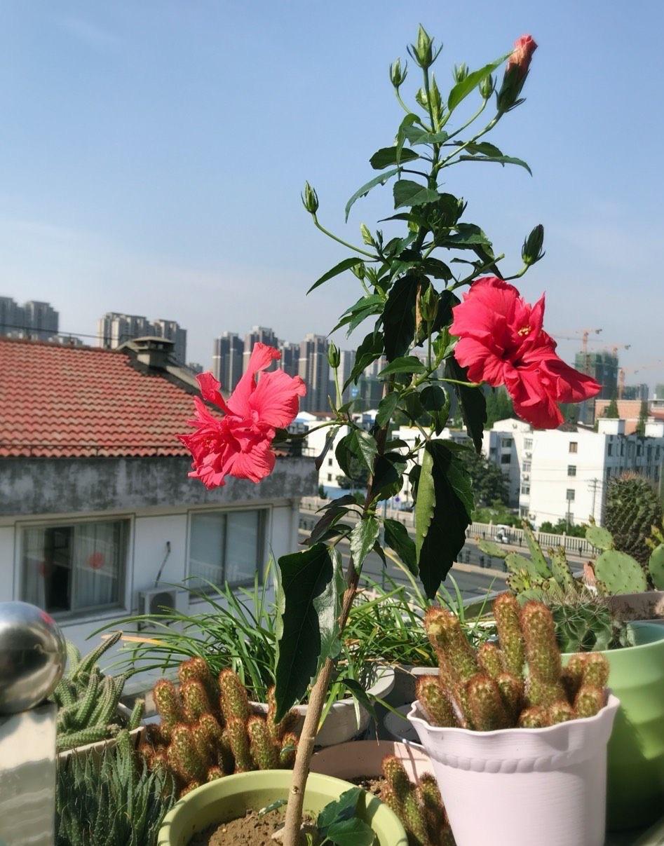 扶桑花怎么养才能开花(关于扶桑花的养殖方法)