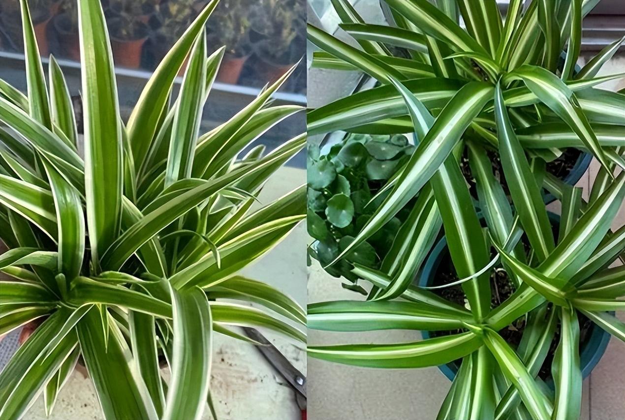 室内盆景植物有哪些品种