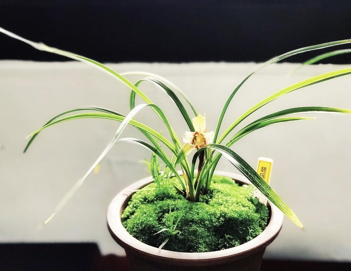 新买的兰花苗怎么栽培好