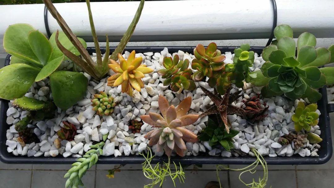 多肉植物新手种植入门教程(种植多肉的方法和注意事项)