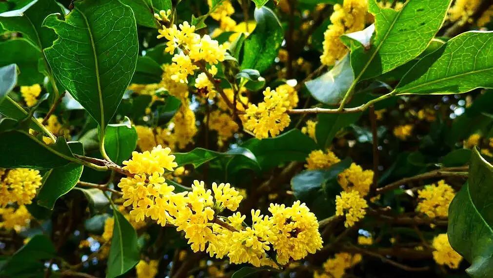 月月桂花养殖方法(桂花中最香的品种排名)