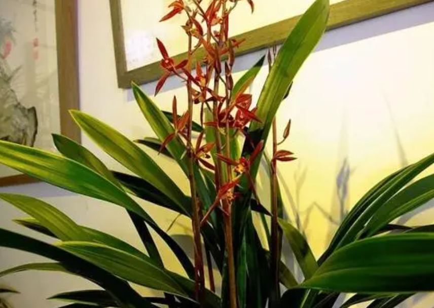冬天室内开花的花卉植物有哪些品种(最耐阴的室内植物大型)