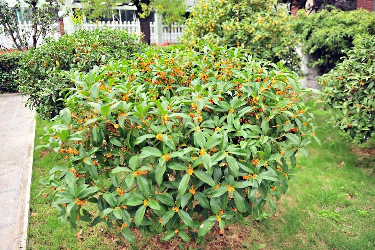 桂花树什么时候种植最好（适宜北方的四种桂花树）