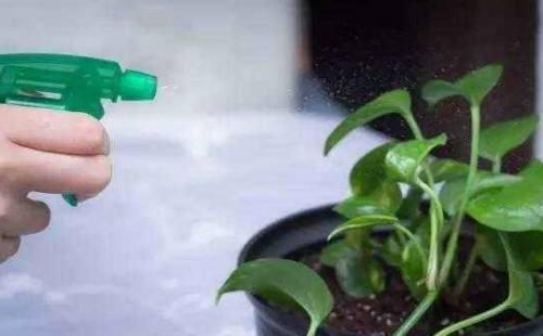 绿箩多久浇一次水