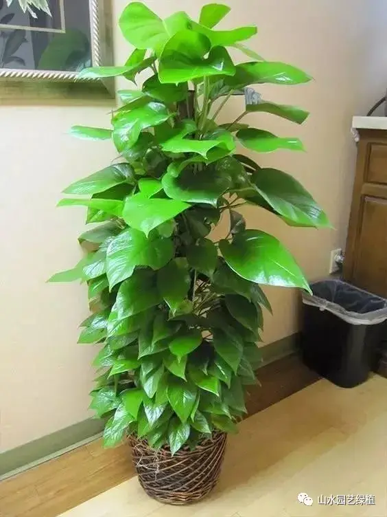 绿萝花语象征与寓意(养绿萝的好处)