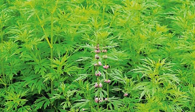 植物的茎是哪个部位(植物的茎的图片)