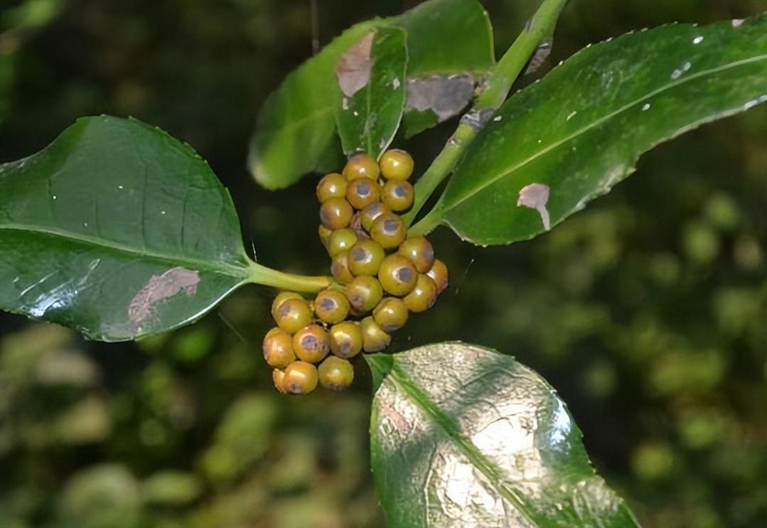 厚叶冬青是什么科(园林绿化植物品种)