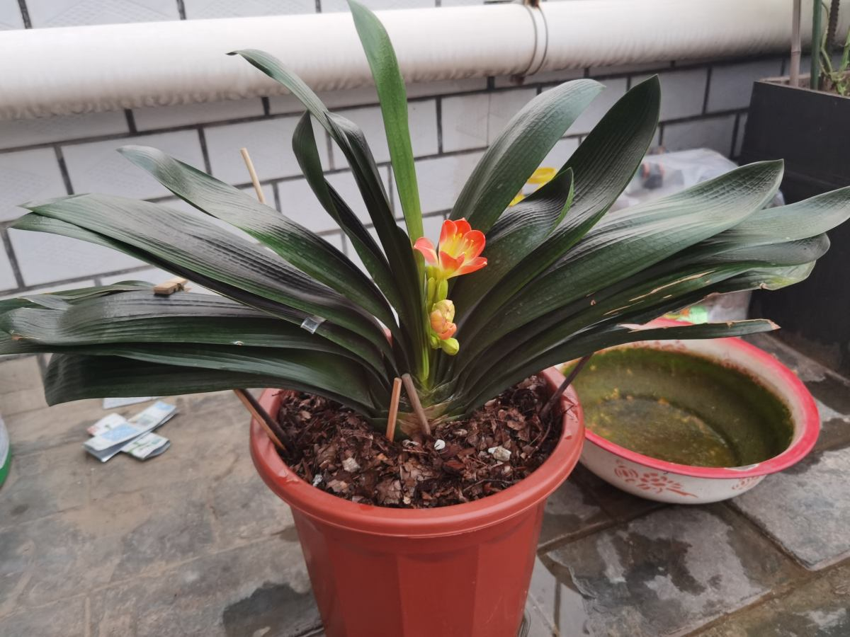 不需要阳光的室内植物有哪些(室内最好养的喜阴绿植推荐)