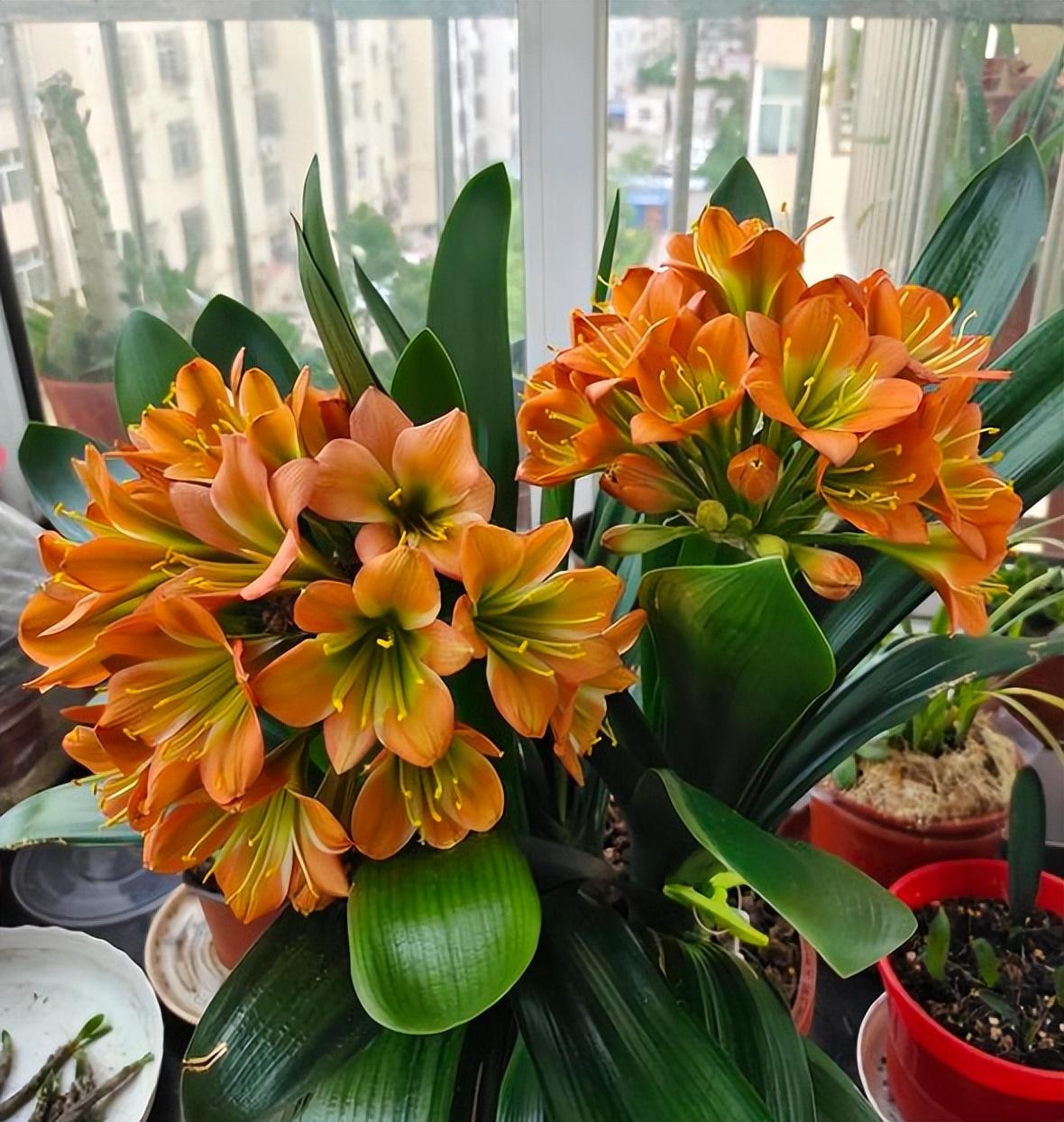 君子兰花怎么养护好