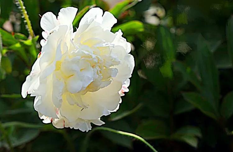 芍药品种介绍及图片(最受欢迎的芍药品种)