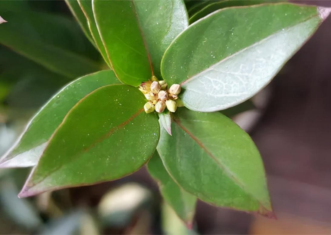 法国香水藤茉莉怎么养(室内最好养的喜阴绿植)