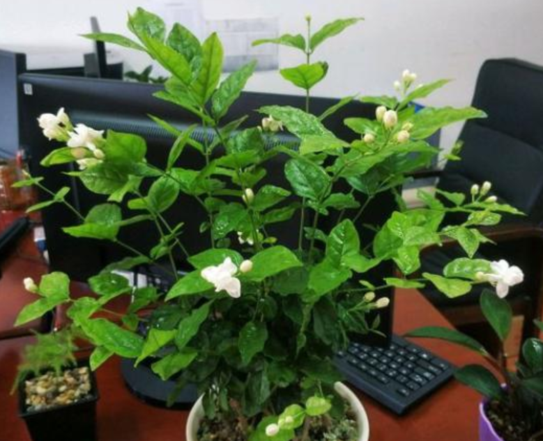 茉莉花的养殖方法和注意事项(茉莉多开花的诀窍)