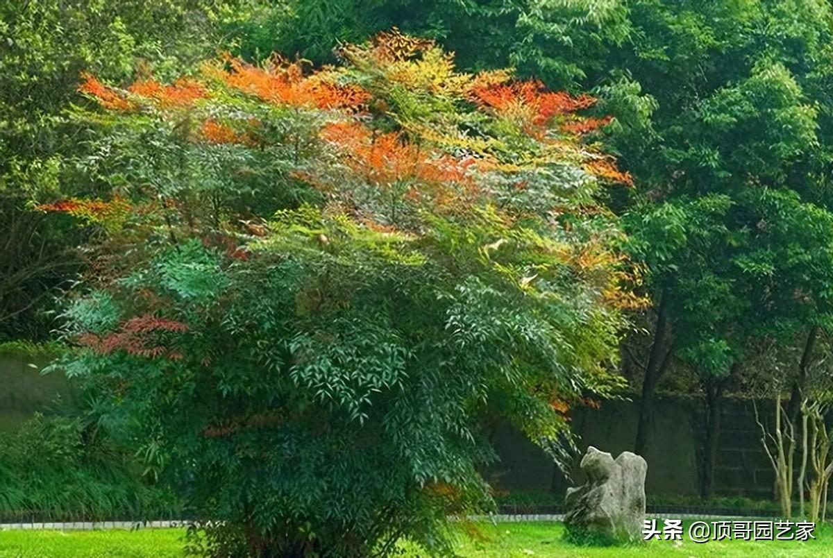 四季常绿的树有哪些（低矮四季常青的绿植）