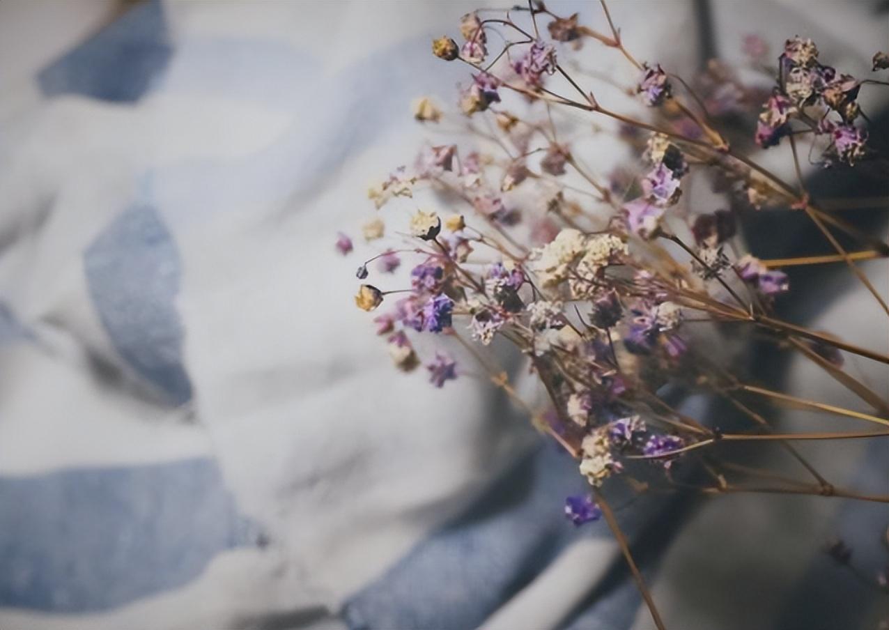 满天星干花能保存多久(推荐家里最旺财的花)