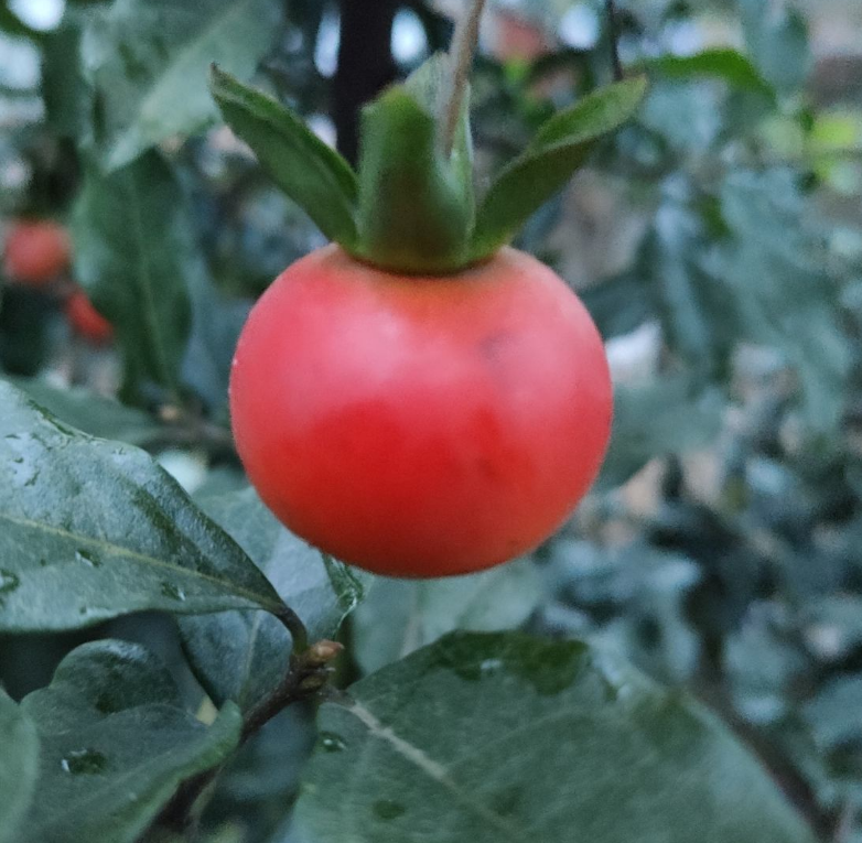 植物界超级寿星是什么植物(比较长寿的植物推荐)