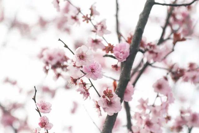 冬樱花几月开(各种樱花品种介绍)