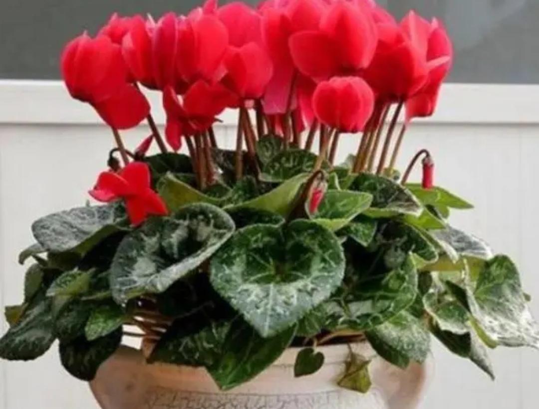冬天开什么花常见(北方冬季耐寒植物花卉)