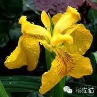 鸢尾花的花语(各种颜色鸢尾花的含义)