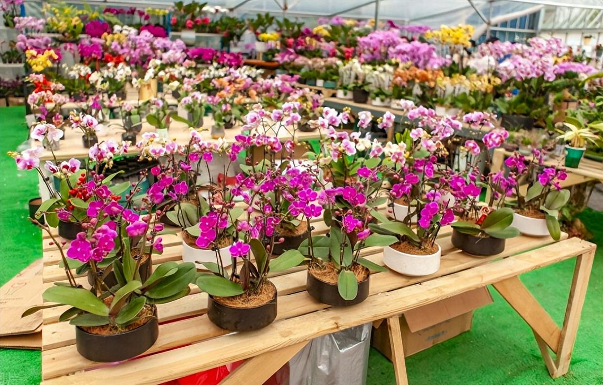 室内盆景植物有哪些品种