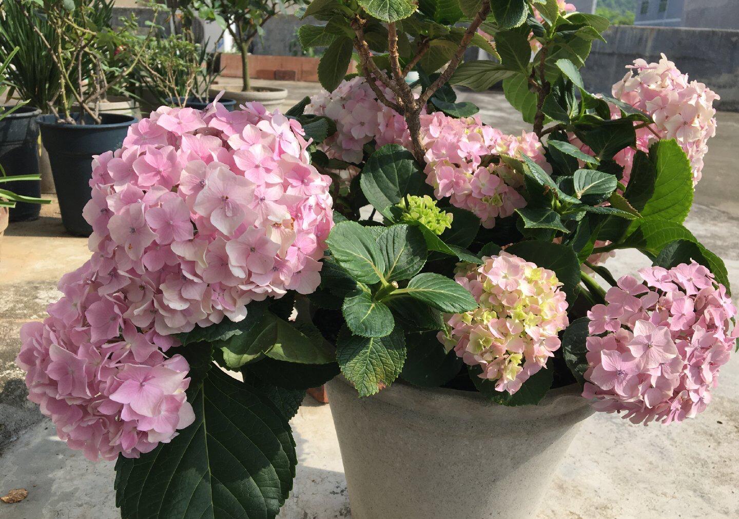 绣球花怎么才能养好