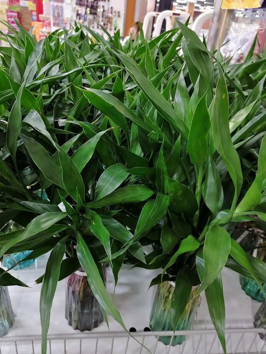 开运竹的寓意是什么意思