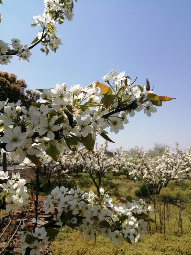 梨花是什么颜色的(梨花的象征意义)