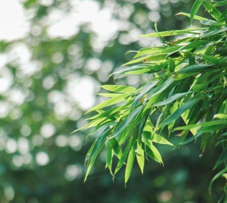 花中君子是什么花(花中四君子的象征意义)